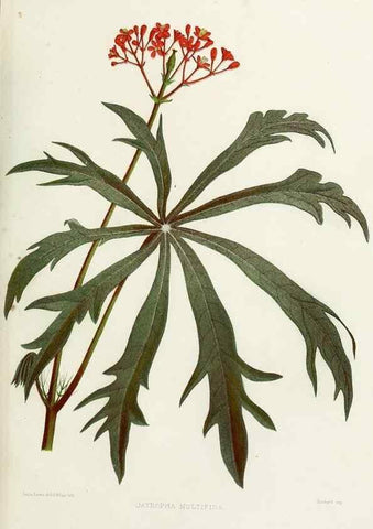 Reproducción/Reproduction 29989084105: Familiar Indian flowers :. Bombay :Published for the author by L. Reeve and Co. ;[1878]
