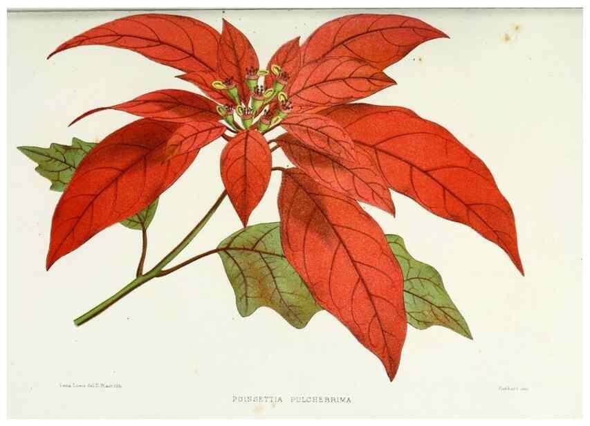 Reproducción/Reproduction 29362694943: Familiar Indian flowers :. Bombay :Published for the author by L. Reeve and Co. ;[1878]