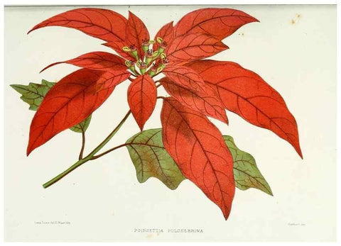 Reproducción/Reproduction 29362694943: Familiar Indian flowers :. Bombay :Published for the author by L. Reeve and Co. ;[1878]