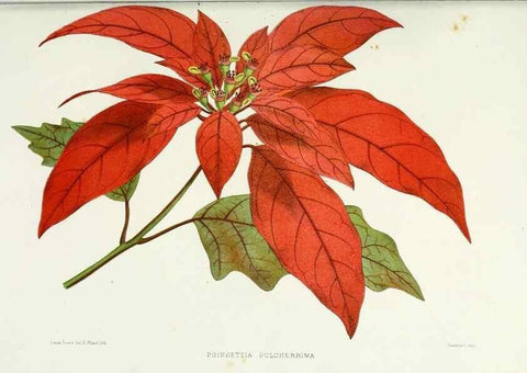Reproducción/Reproduction 29362694943: Familiar Indian flowers :. Bombay :Published for the author by L. Reeve and Co. ;[1878]