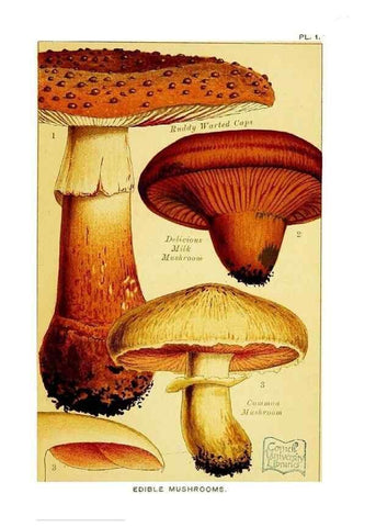Reproducción/Reproduction 29695996590: Edible and poisonous mushrooms:. London,E. & J. B. Young,1894.