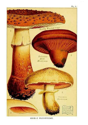 Reproducción/Reproduction 29695996590: Edible and poisonous mushrooms:. London,E. & J. B. Young,1894.