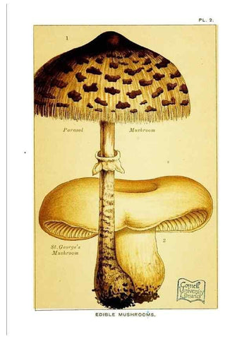 Reproducción/Reproduction 29362172754: Edible and poisonous mushrooms:. London,E. & J. B. Young,1894.