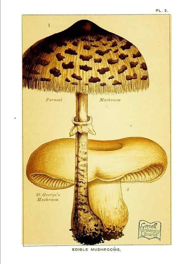 Reproducción/Reproduction 29362172754: Edible and poisonous mushrooms:. London,E. & J. B. Young,1894.