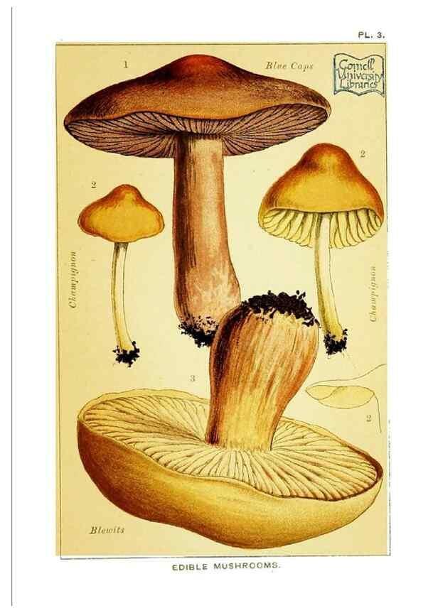 Reproducción/Reproduction 29876297432: Edible and poisonous mushrooms:. London,E. & J. B. Young,1894.