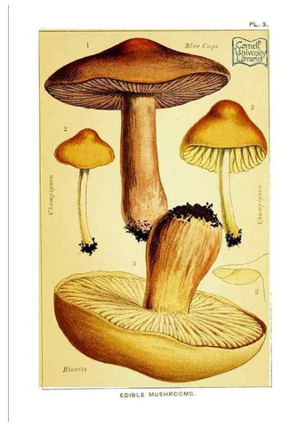 Reproducción/Reproduction 29876297432: Edible and poisonous mushrooms:. London,E. & J. B. Young,1894.