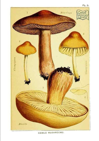 Reproducción/Reproduction 29876297432: Edible and poisonous mushrooms:. London,E. & J. B. Young,1894.