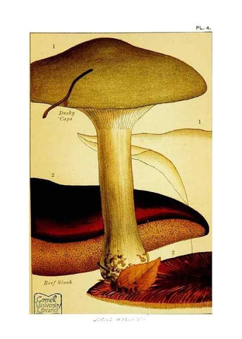 Reproducción/Reproduction 29876300742: Edible and poisonous mushrooms:. London,E. & J. B. Young,1894.