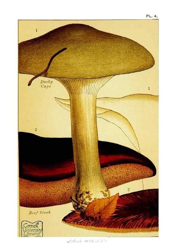 Reproducción/Reproduction 29876300742: Edible and poisonous mushrooms:. London,E. & J. B. Young,1894.