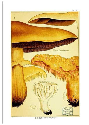 Reproducción/Reproduction 29906557381: Edible and poisonous mushrooms:. London,E. & J. B. Young,1894.