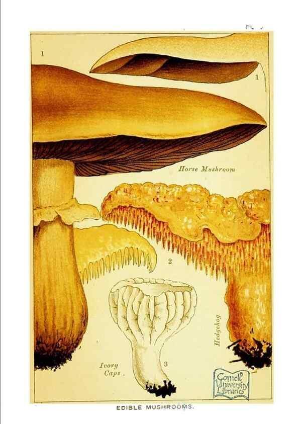 Reproducción/Reproduction 29906557381: Edible and poisonous mushrooms:. London,E. & J. B. Young,1894.