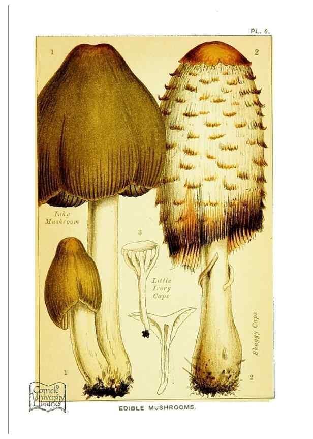 Reproducción/Reproduction 29906559491: Edible and poisonous mushrooms:. London,E. & J. B. Young,1894.