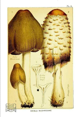 Reproducción/Reproduction 29906559491: Edible and poisonous mushrooms:. London,E. & J. B. Young,1894.