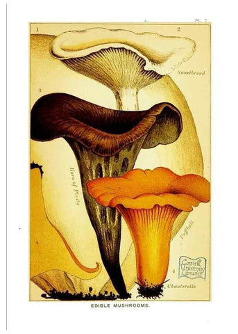 Reproducción/Reproduction 29363245013: Edible and poisonous mushrooms:. London,E. & J. B. Young,1894.