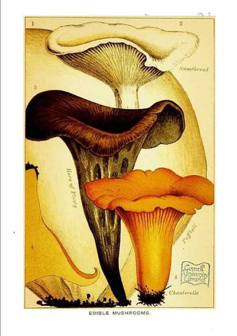 Reproducción/Reproduction 29363245013: Edible and poisonous mushrooms:. London,E. & J. B. Young,1894.