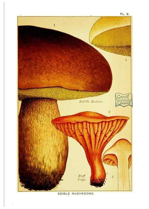 Reproducción/Reproduction 29906563471: Edible and poisonous mushrooms:. London,E. & J. B. Young,1894.