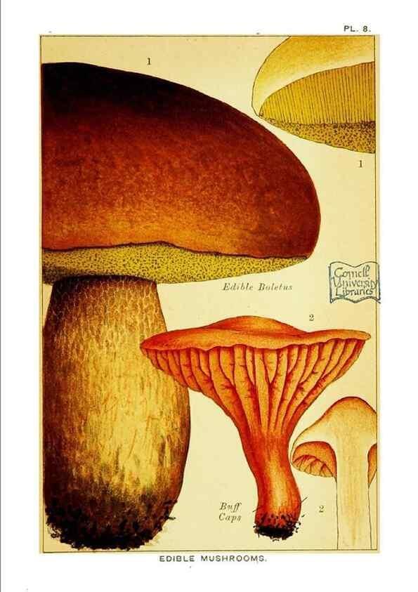 Reproducción/Reproduction 29906563471: Edible and poisonous mushrooms:. London,E. & J. B. Young,1894.