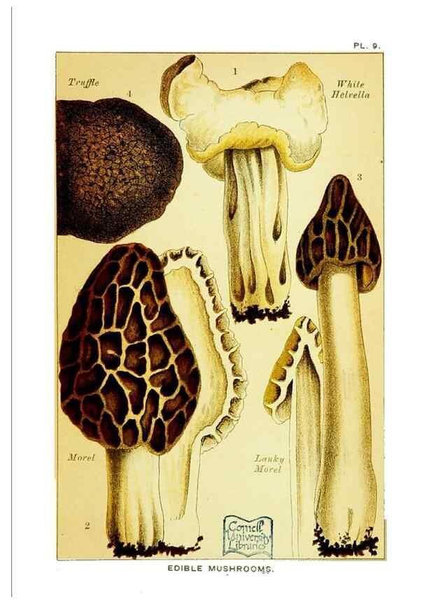 Reproducción/Reproduction 29989886595: Edible and poisonous mushrooms:. London,E. & J. B. Young,1894.