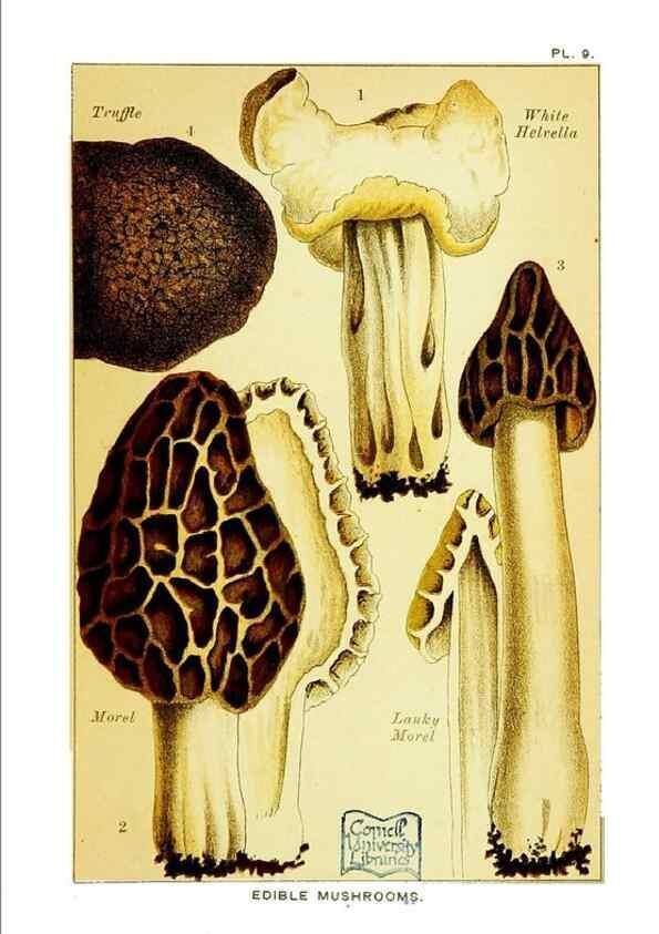 Reproducción/Reproduction 29989886595: Edible and poisonous mushrooms:. London,E. & J. B. Young,1894.