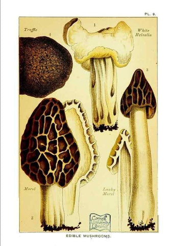 Reproducción/Reproduction 29989886595: Edible and poisonous mushrooms:. London,E. & J. B. Young,1894.
