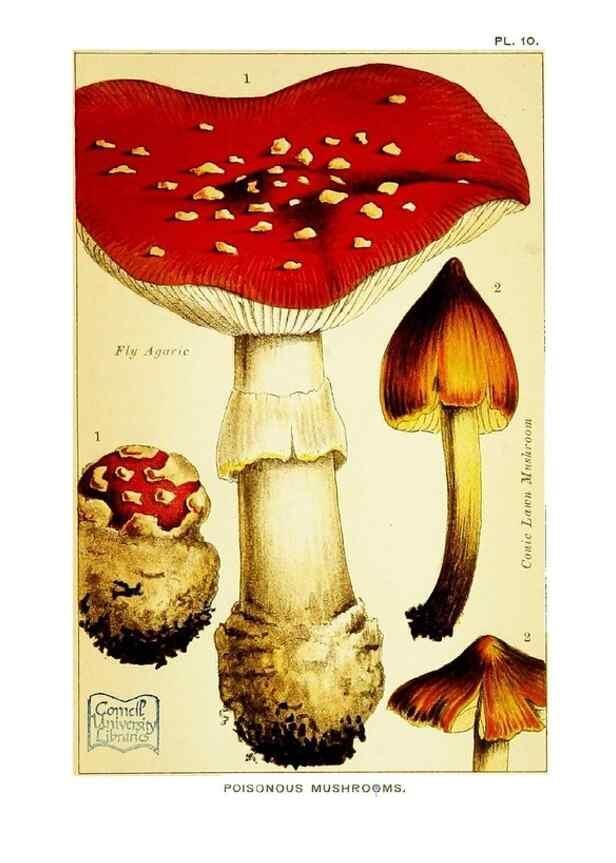 Reproducción/Reproduction 29989889045: Edible and poisonous mushrooms:. London,E. & J. B. Young,1894.