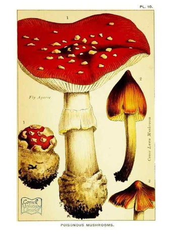 Reproducción/Reproduction 29989889045: Edible and poisonous mushrooms:. London,E. & J. B. Young,1894.