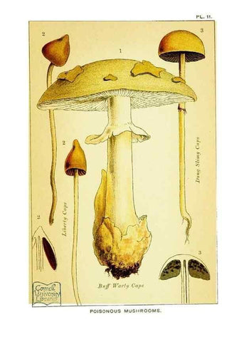 Reproducción/Reproduction 29989891095: Edible and poisonous mushrooms:. London,E. & J. B. Young,1894.