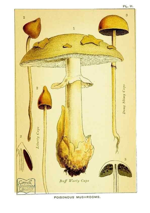 Reproducción/Reproduction 29989891095: Edible and poisonous mushrooms:. London,E. & J. B. Young,1894.