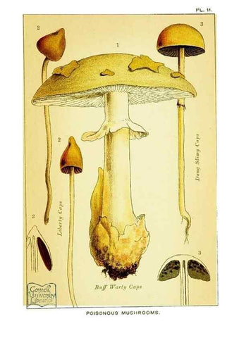 Reproducción/Reproduction 29989891095: Edible and poisonous mushrooms:. London,E. & J. B. Young,1894.