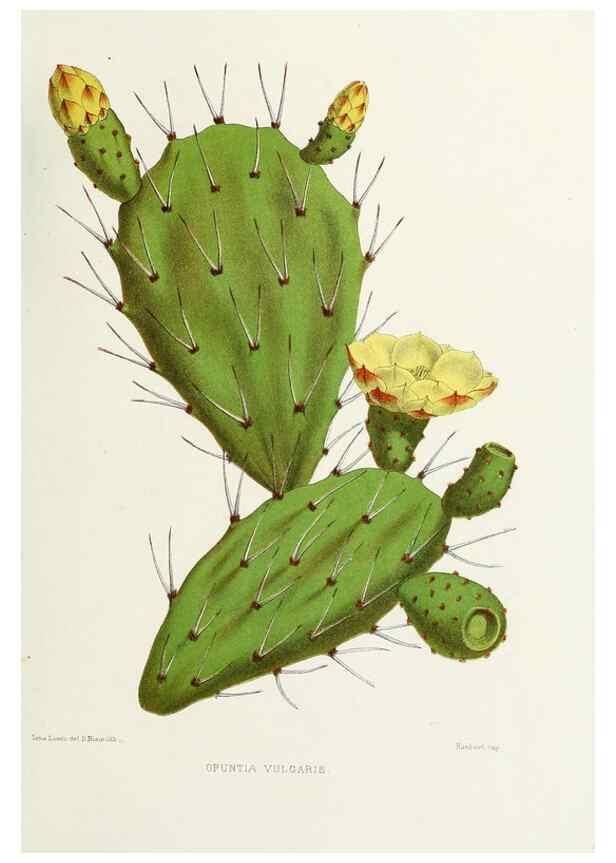 Reproducción/Reproduction 29695156140: Familiar Indian flowers :. Bombay :Published for the author by L. Reeve and Co. ;[1878]