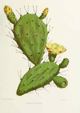 Reproducción/Reproduction 29695156140: Familiar Indian flowers :. Bombay :Published for the author by L. Reeve and Co. ;[1878]