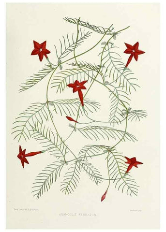 Reproducción/Reproduction 29695153120: Familiar Indian flowers :. Bombay :Published for the author by L. Reeve and Co. ;[1878]