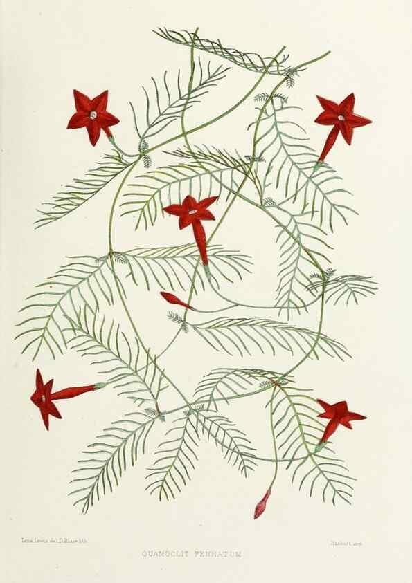 Reproducción/Reproduction 29695153120: Familiar Indian flowers :. Bombay :Published for the author by L. Reeve and Co. ;[1878]