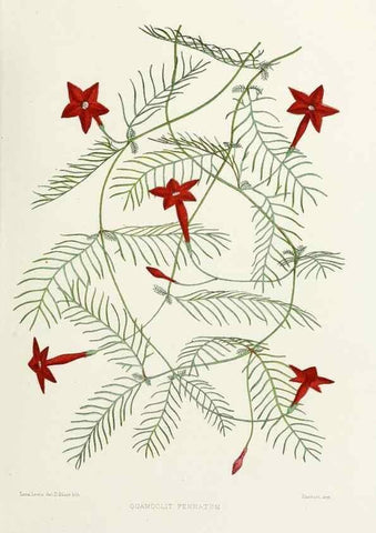 Reproducción/Reproduction 29695153120: Familiar Indian flowers :. Bombay :Published for the author by L. Reeve and Co. ;[1878]
