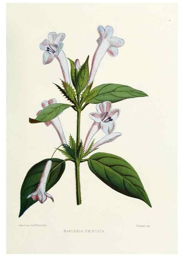 Reproducción/Reproduction 29954876336: Familiar Indian flowers :. Bombay :Published for the author by L. Reeve and Co. ;[1878]