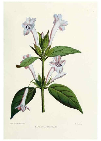 Reproducción/Reproduction 29954876336: Familiar Indian flowers :. Bombay :Published for the author by L. Reeve and Co. ;[1878]