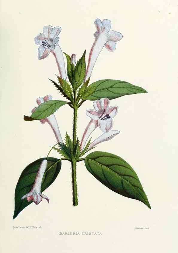 Reproducción/Reproduction 29954876336: Familiar Indian flowers :. Bombay :Published for the author by L. Reeve and Co. ;[1878]