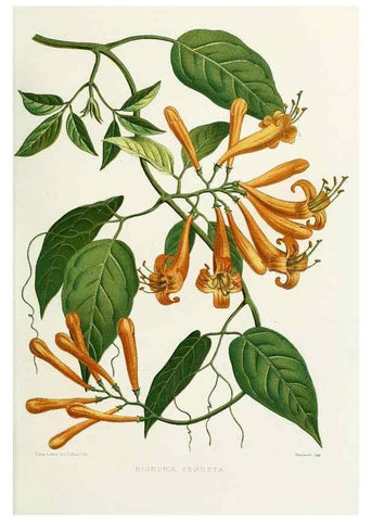 Reproducción/Reproduction 29695146000: Familiar Indian flowers :. Bombay :Published for the author by L. Reeve and Co. ;[1878]
