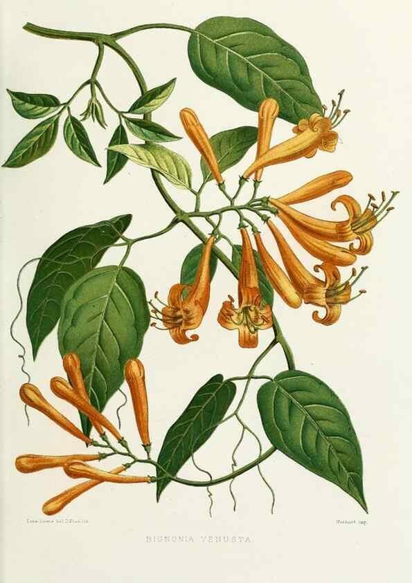 Reproducción/Reproduction 29695146000: Familiar Indian flowers :. Bombay :Published for the author by L. Reeve and Co. ;[1878]
