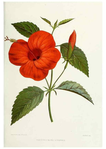 Reproducción/Reproduction 29361304374: Familiar Indian flowers :. Bombay :Published for the author by L. Reeve and Co. ;[1878]