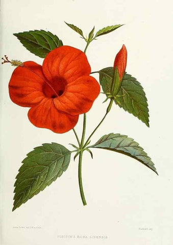 Reproducción/Reproduction 29361304374: Familiar Indian flowers :. Bombay :Published for the author by L. Reeve and Co. ;[1878]