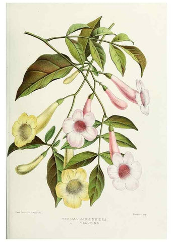 Reproducción/Reproduction 29362358283: Familiar Indian flowers :. Bombay :Published for the author by L. Reeve and Co. ;[1878]