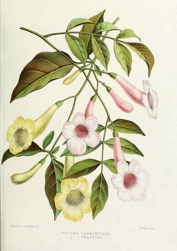 Reproducción/Reproduction 29362358283: Familiar Indian flowers :. Bombay :Published for the author by L. Reeve and Co. ;[1878]