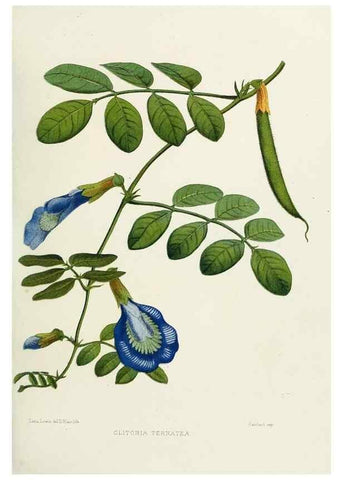 Reproducción/Reproduction 29361313924: Familiar Indian flowers :. Bombay :Published for the author by L. Reeve and Co. ;[1878]