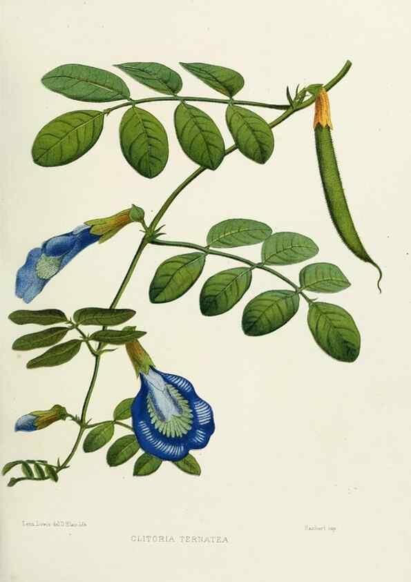 Reproducción/Reproduction 29361313924: Familiar Indian flowers :. Bombay :Published for the author by L. Reeve and Co. ;[1878]