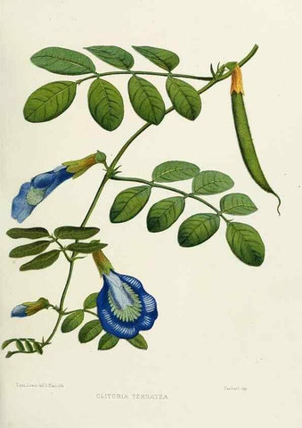 Reproducción/Reproduction 29361313924: Familiar Indian flowers :. Bombay :Published for the author by L. Reeve and Co. ;[1878]