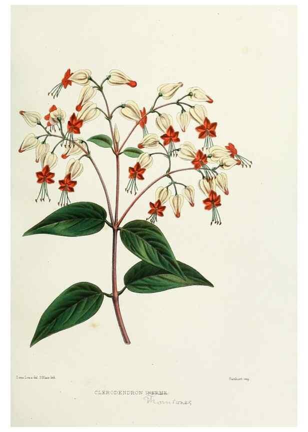 Reproducción/Reproduction 29875378792: Familiar Indian flowers :. Bombay :Published for the author by L. Reeve and Co. ;[1878]