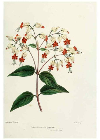 Reproducción/Reproduction 29875378792: Familiar Indian flowers :. Bombay :Published for the author by L. Reeve and Co. ;[1878]