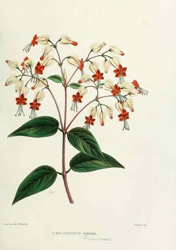 Reproducción/Reproduction 29875378792: Familiar Indian flowers :. Bombay :Published for the author by L. Reeve and Co. ;[1878]