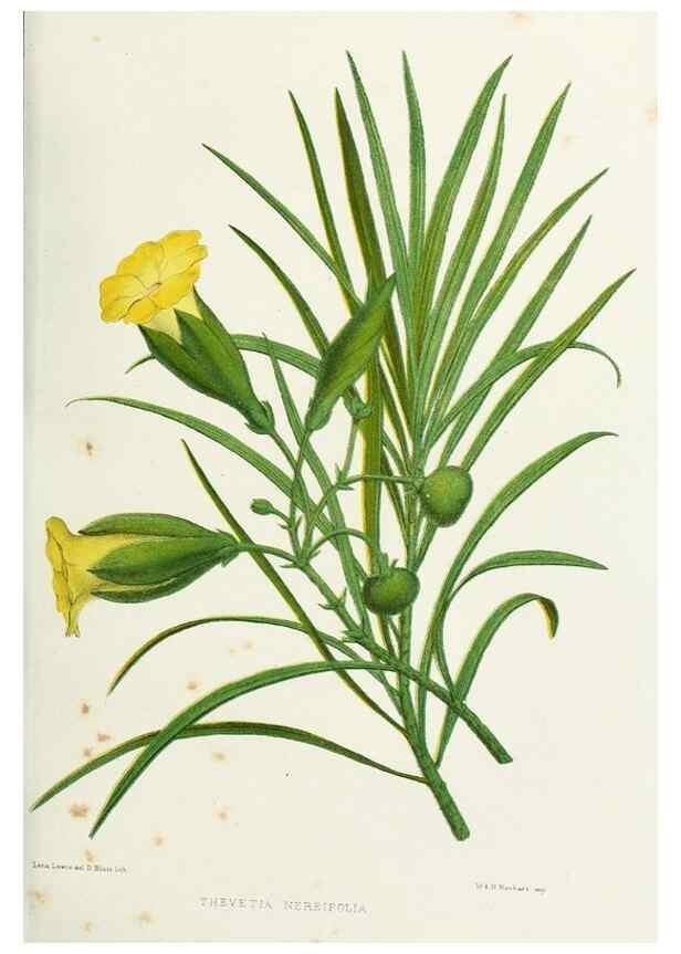 Reproducción/Reproduction 29875380672: Familiar Indian flowers :. Bombay :Published for the author by L. Reeve and Co. ;[1878]